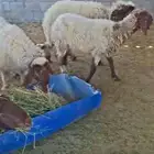 غنم نعيم رباع وثنوات