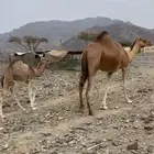 بكره خلفه مصغر