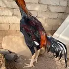 زوج سندي