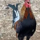 ديك عربي أفرق أكحل أصيل