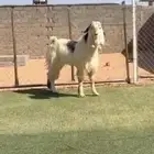 تيس ابيض مطور طيب