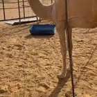 بكره شقحا للبيع