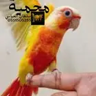 جوز صن كنيور منتج