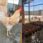 للبيع دجاج لوهمان