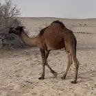 حاشي قعود 5 شهور طيب