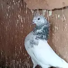 حمام باكستاني