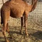 قعود احمر