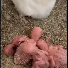 ازواج روز منتجه