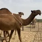 ذود ابل ظرايب صفر كككفو وطيبه للبيع
