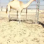 بكره حقه كفو