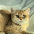 قطط سكوتش للبيع مطعمه