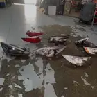 شمعات كادنزا   شمعات سوناتا   شمعات ابتيما   شمعات كرنفال