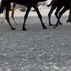 عرض لقي يجذع في الصيف.