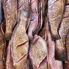 اسماك شكات طازه