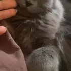 قطه انثى شيرازي عمرها سنه لعوبه وهادئه
