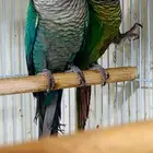 للبيع زوج كنيور بلو شيك وقرين شيك