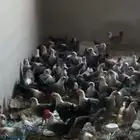 للبيع عمر 3 شهور