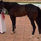 حصان ادهم انقليزي شعبي