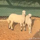 رخلتين هجين حري مع رفيد