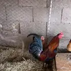 ديك عربي