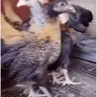 للبيع صوص دجاج