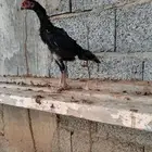 دجاج شامو للبيع فرخ فاخر ماشاءالله