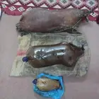 عكة غنم -قربة-ضب