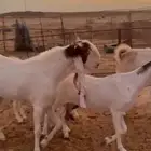 للبيع 4 معزا مشاريك وفحلها