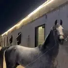 مزاد الاصيل للخيول العربية