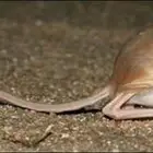 مطلوب جربوع حيوان