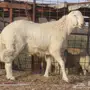 مشروع فحل خصم من مراح النادرات