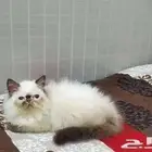 بيكي فيس هملايا