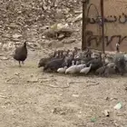 اعرض لكم حجل حبشي زوج للبيع