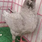 حمام كنق