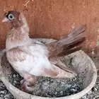 فرش مندين