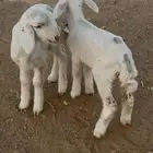 للبيع ذوغبر