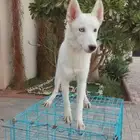 لبيع كلب هاسكي عمره 7 شهور