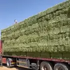 برسيم حائل صافي