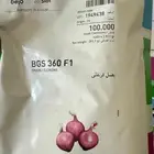 بذور بصل هجين