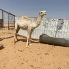 للبيع قعود كفو