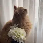 قط ذكر لتبني بالجبيل