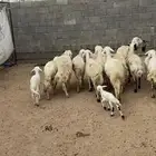 ضان متابيع ودفيع
