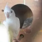 كروان ذكر البينو