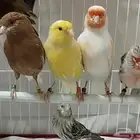 ازواج كناري منتجه تصانيف