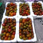 طماطه كرزي