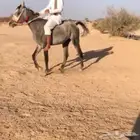 حصان للبيع مستعجل طبع كفو