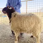 ذبائح طيبه و بارخص الاسعار