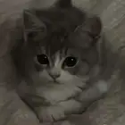 قطه صغيره للبيع