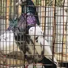 تم البيع تيدي أساس 150 منتج خارجي