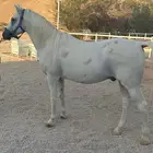 حصان عربي للبيع